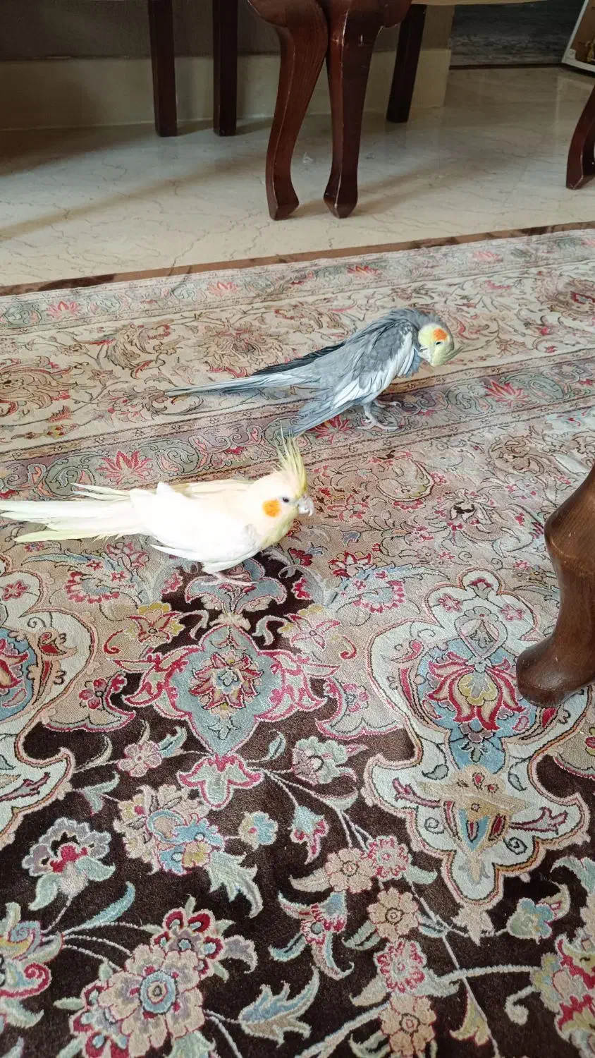 یک جفت عروس هلندی|پرنده|قم, سالاریه|دیوار