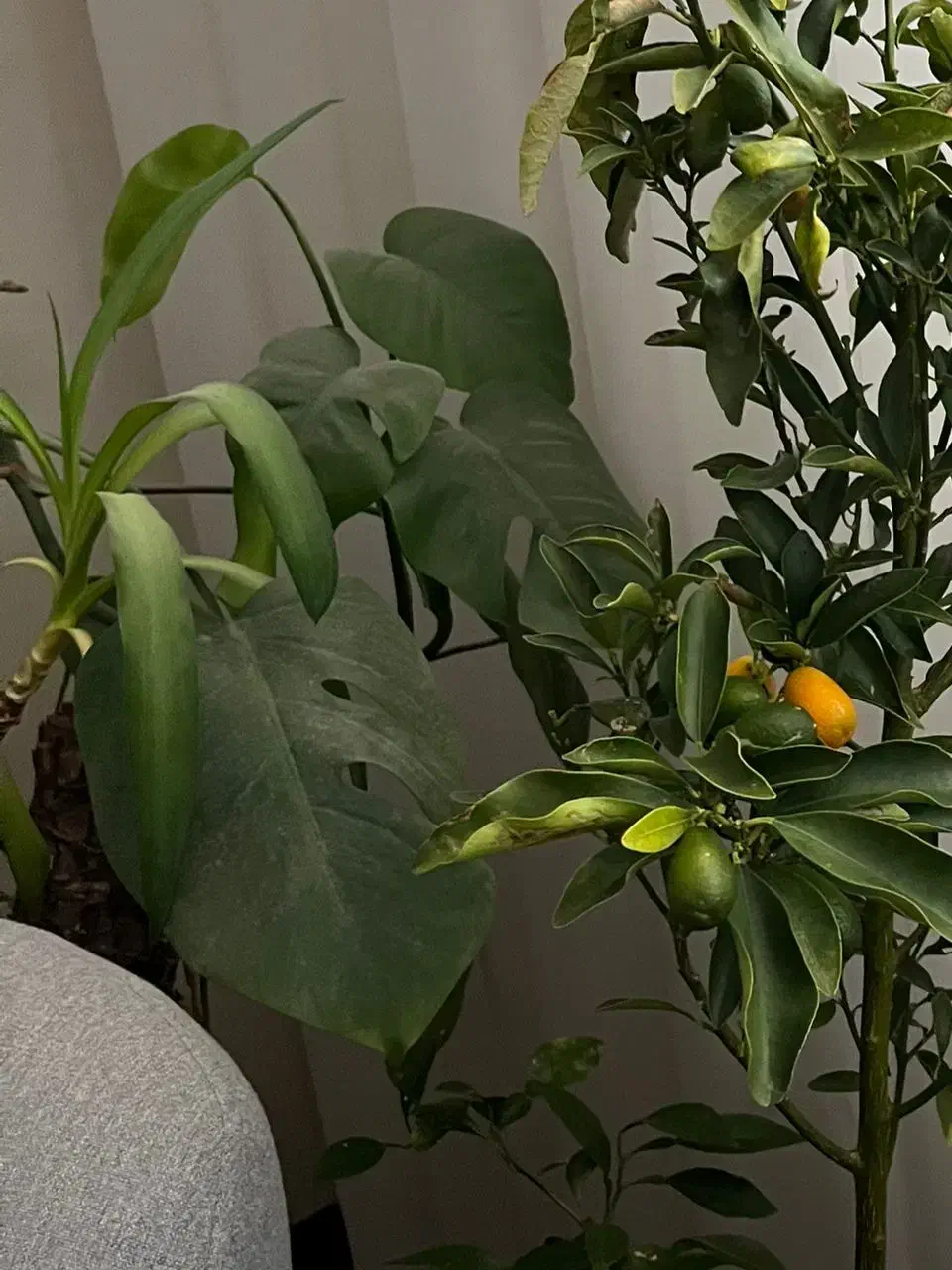 فروش نهال کامکوات|گل و گیاه طبیعی|بندر ماهشهر, |دیوار