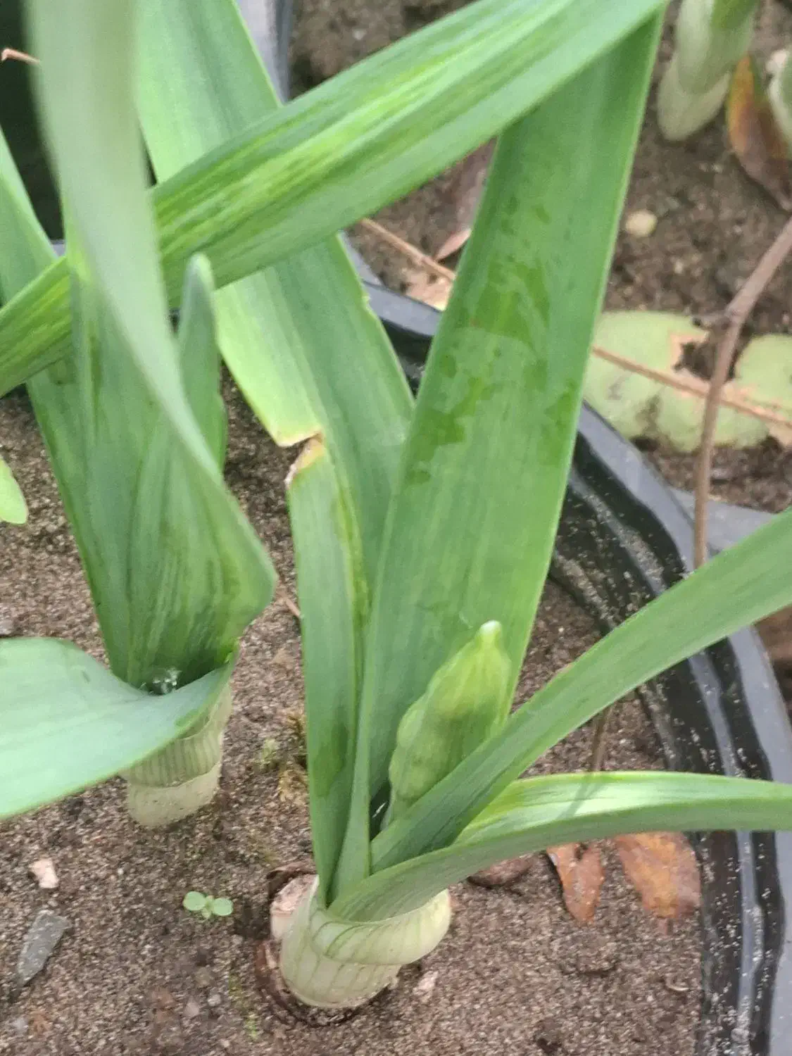 گل نرگس عطری پر ریشه پیاز قوی و درشت گل دار|گل و گیاه طبیعی|شلمان, |دیوار