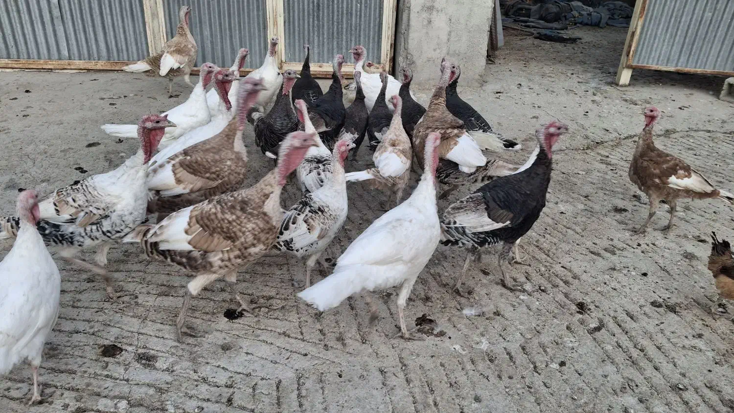 بوقلمون محلی|حیوانات مزرعه|کازرون, |دیوار