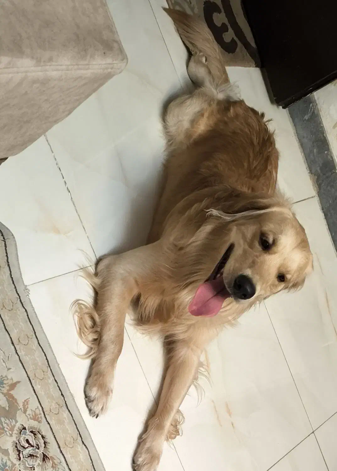 سگ گلدن|سگ|فردیس, منظریه|دیوار