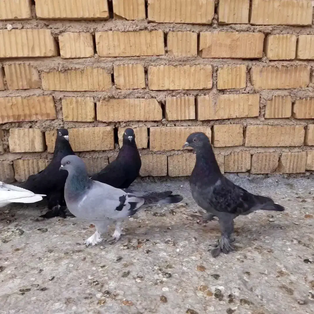 کفتر بهبونی هوایی|پرنده|بیضا, |دیوار