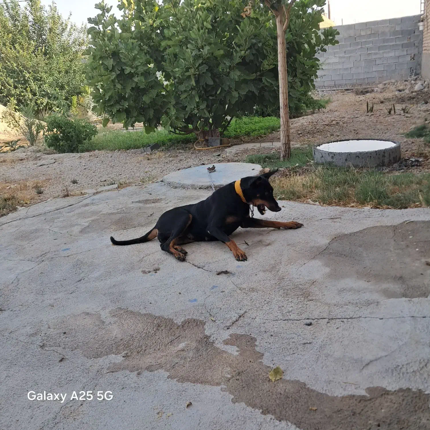 واگذاری ما لینیوز ماده بهترین نژاد|سگ|مرودشت, تخت جمشید|دیوار