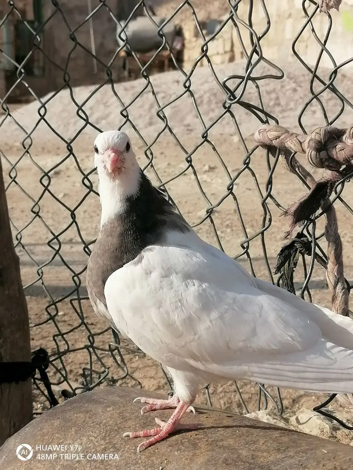 تیله سرکه ای|پرنده|دهدشت, |دیوار