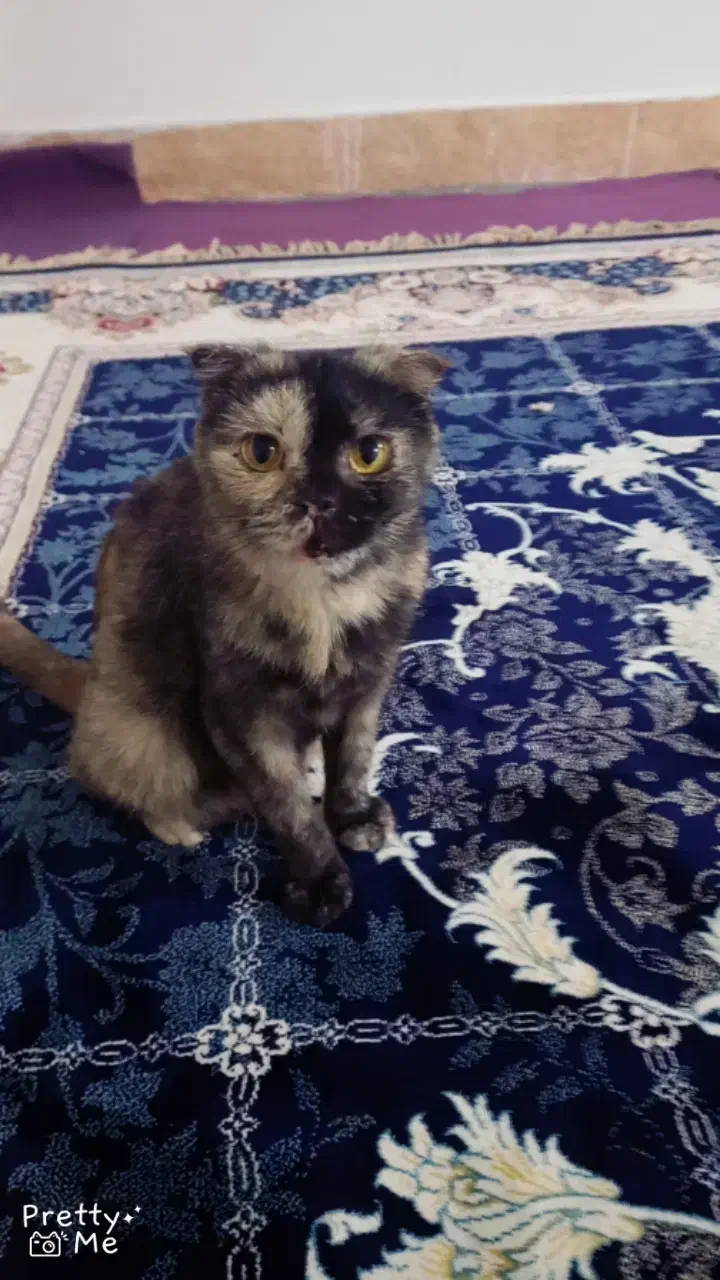 اسکاتیش|گربه|مشهد, حضرت حجت|دیوار