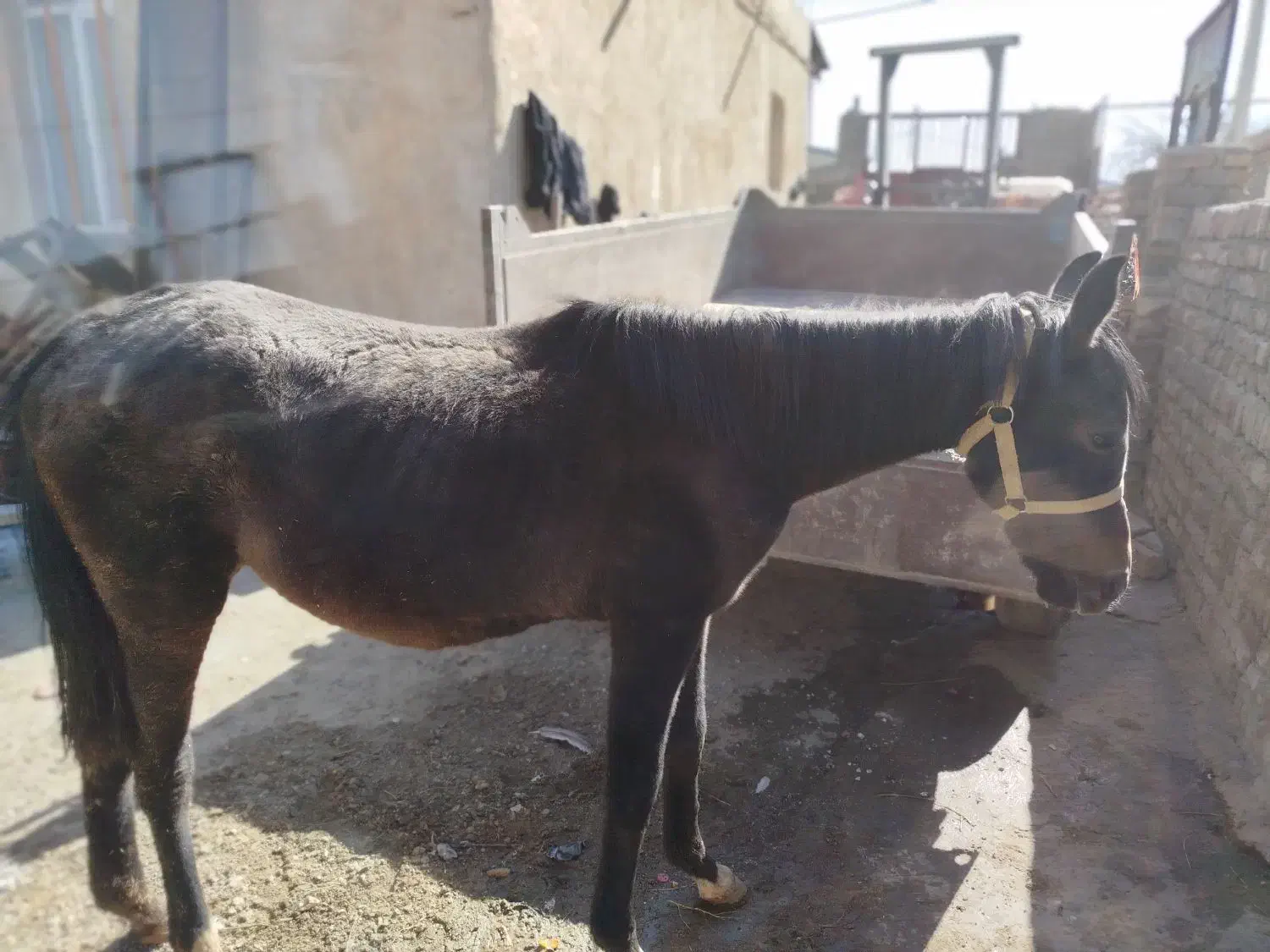 کر اسب|اسب و تجهیزات اسبسواری|شیروان (لرستان), |دیوار