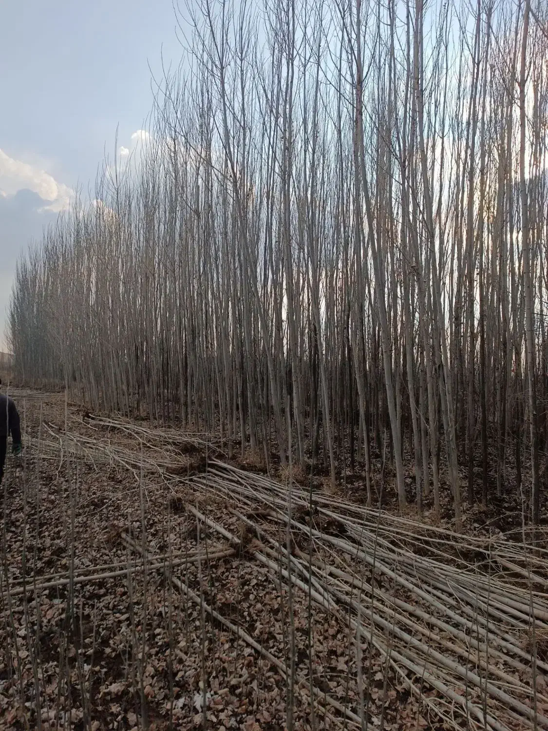 فروش نهال صنوبر سرمایه گذاری مطمئن|خدمات باغبانی و درختکاری|رستم‌آباد, |دیوار