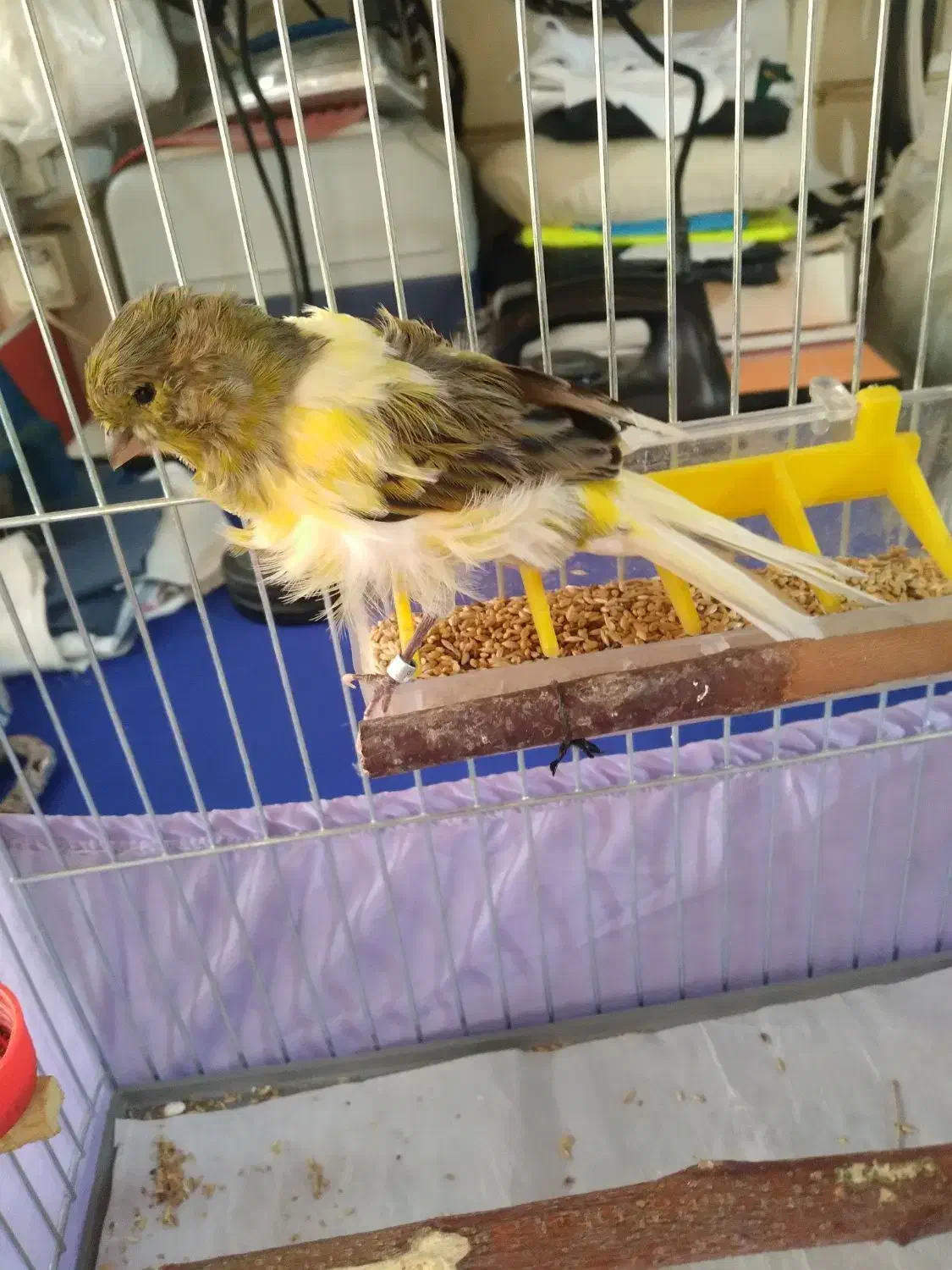 قناری فری رسمی بلندنر|پرنده|تهران, استخر|دیوار