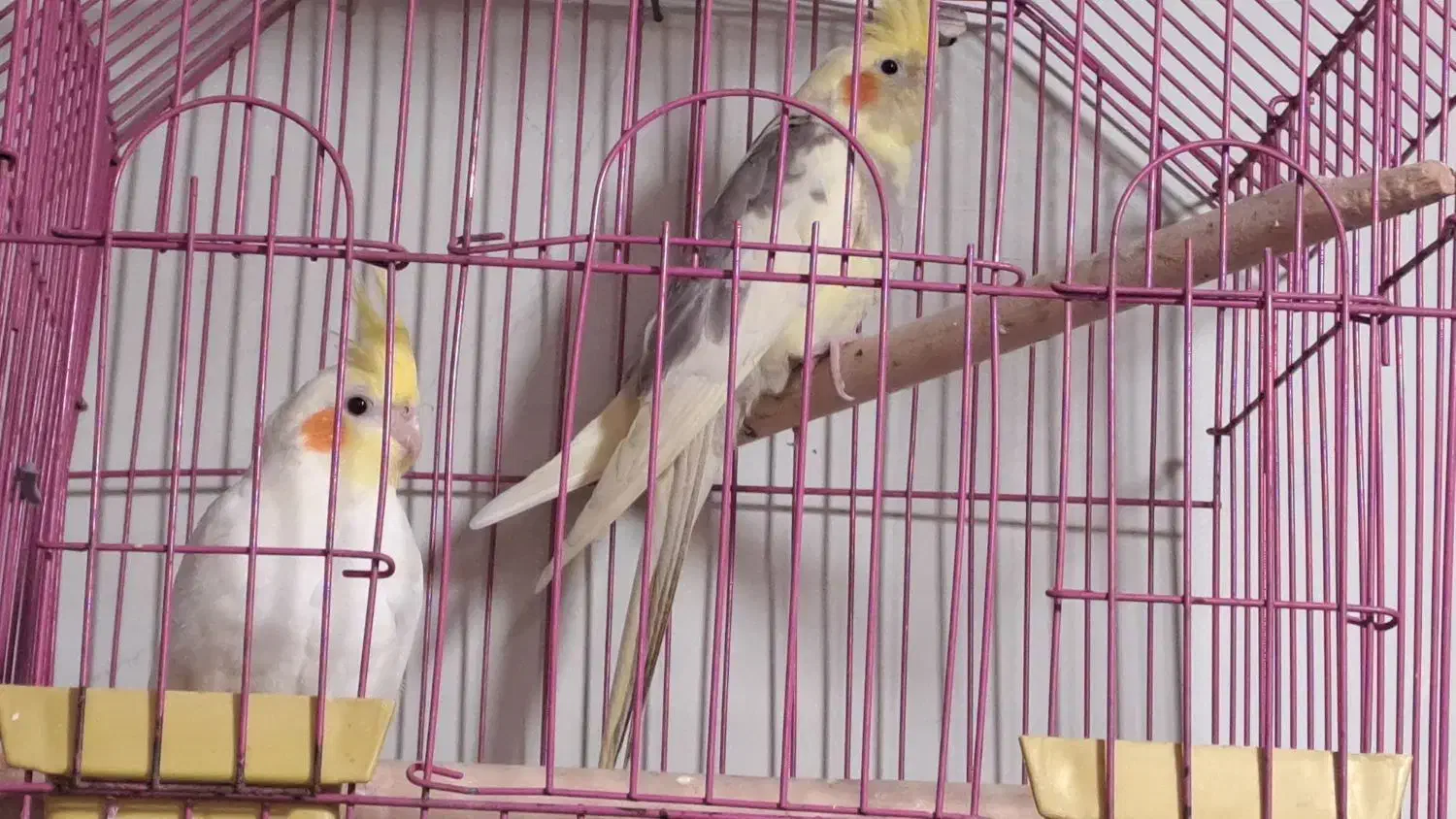 عروس هلندی|پرنده|اسلامشهر, مظفریه|دیوار