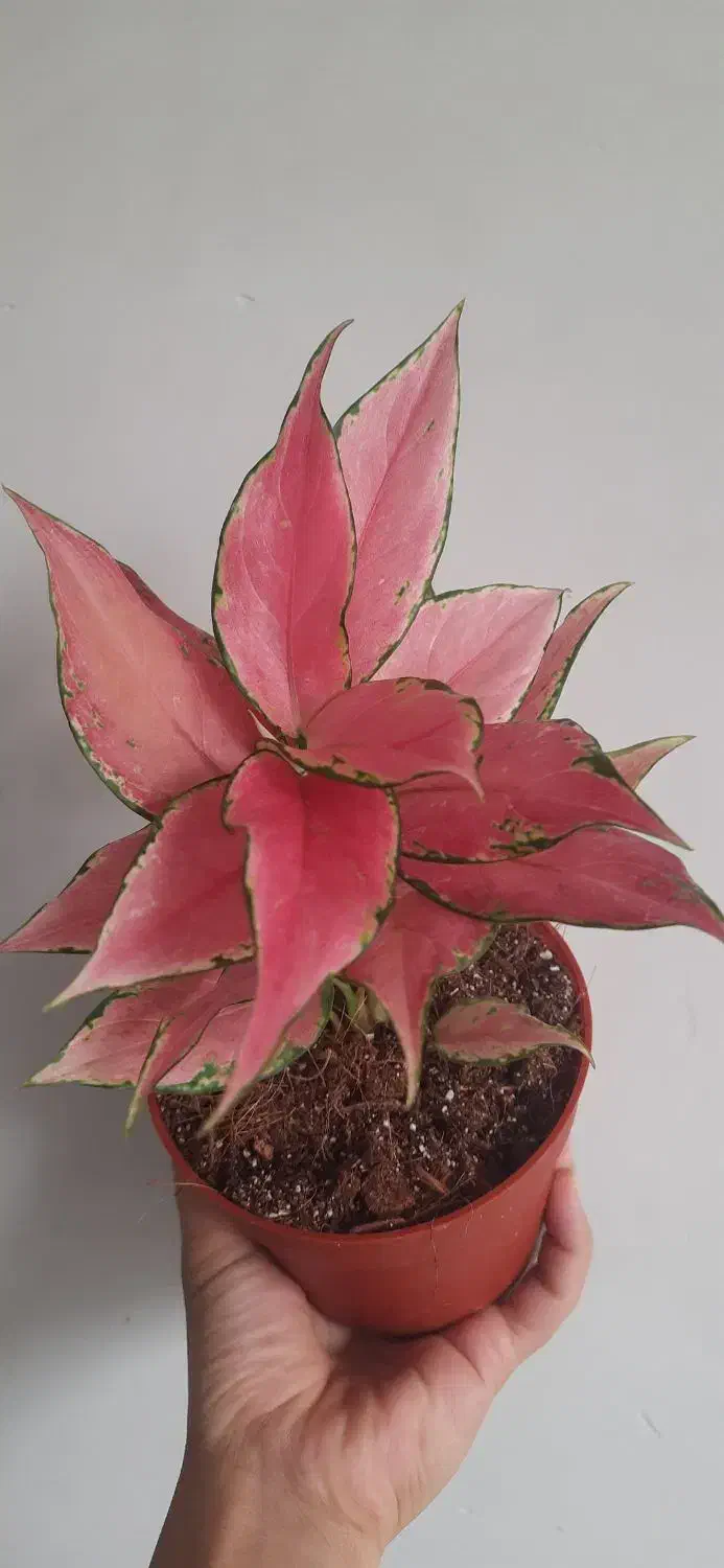 گلخانه گلبانو|گل و گیاه طبیعی|نجفآباد, شریعتی غربی|دیوار