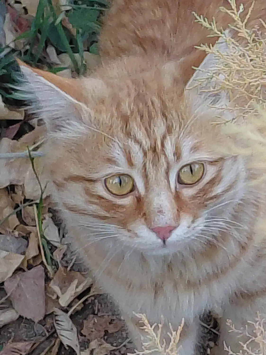 پیدا شده در بوستان غنچه|حیوانات|مشهد, چهارچشمه|دیوار