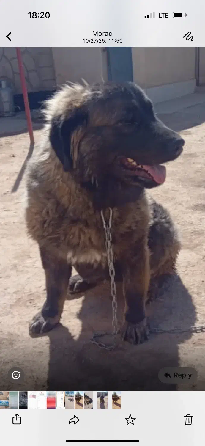 حیوانات سگ|سگ|اصفهان, سروستان|دیوار