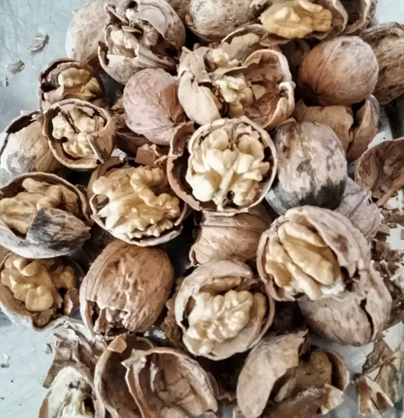 گردو|خوردنی و آشامیدنی|سامان, |دیوار