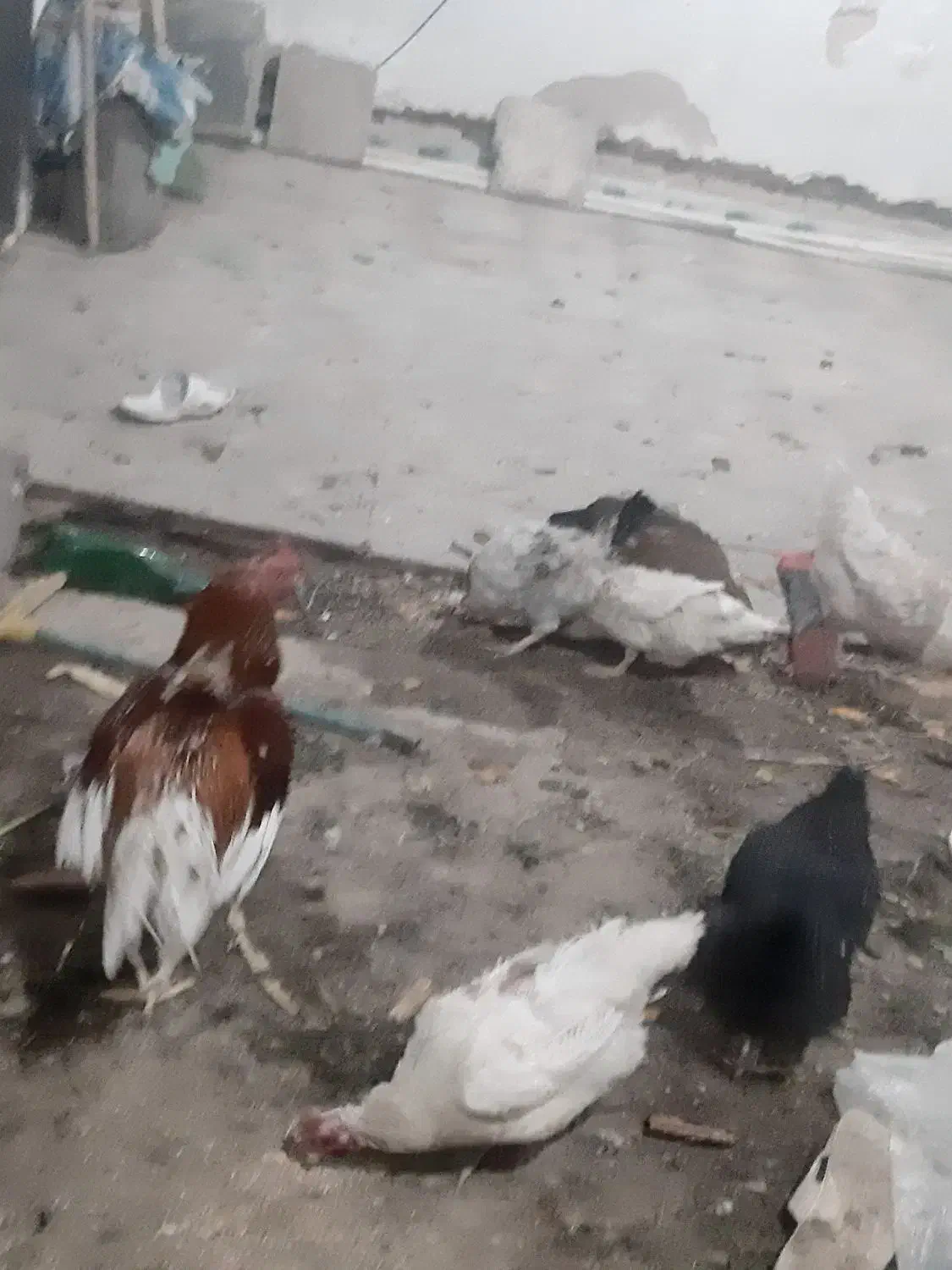 مرغ محلی|حیوانات مزرعه|آبیک, |دیوار