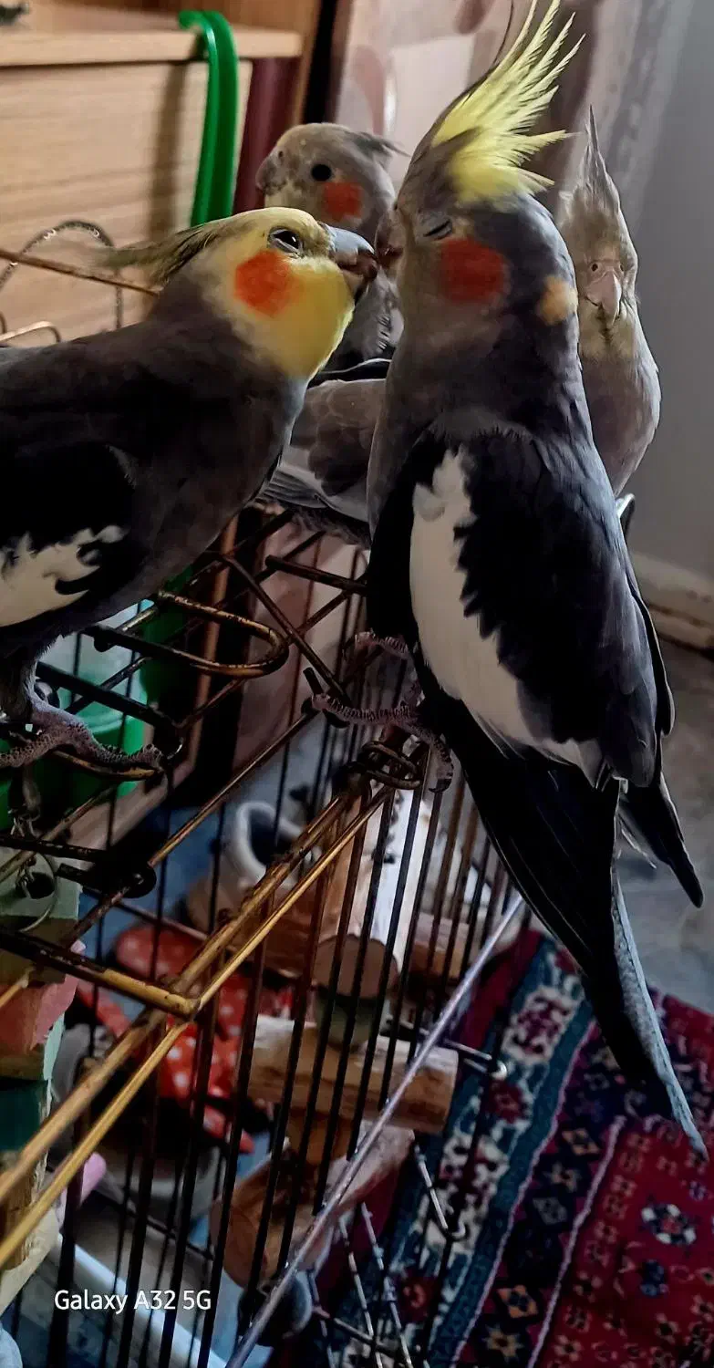 عروس هلندی.تخم گذار|پرنده|تبریز, |دیوار