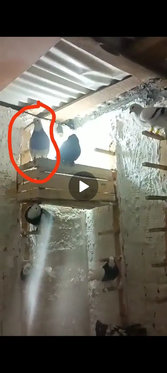 گمشده|پرنده|یزد, |دیوار