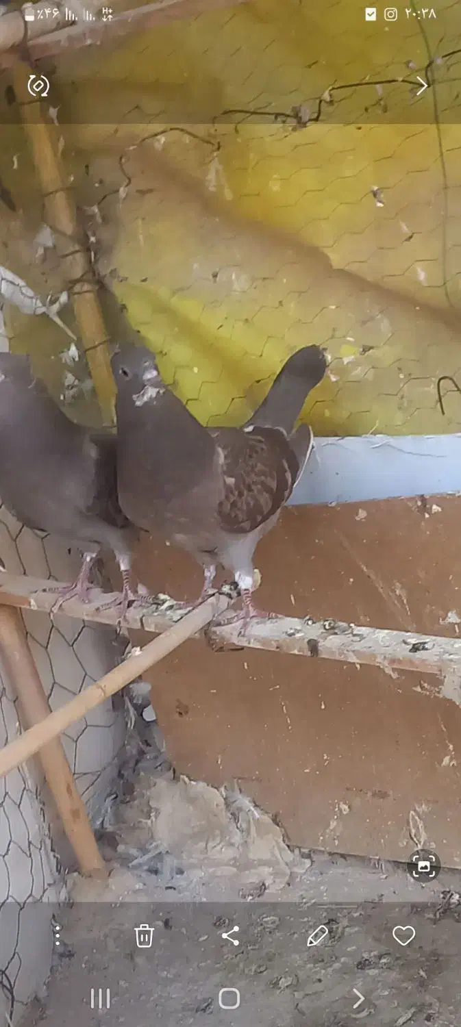 کفتر گم شود جوجه|حیوانات|سمنان, |دیوار