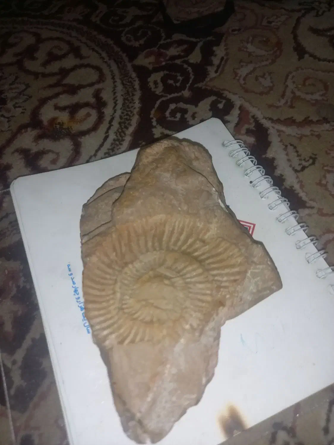 فسیل درجه یک|کلکسیون اشیاء عتیقه|دامغان, |دیوار