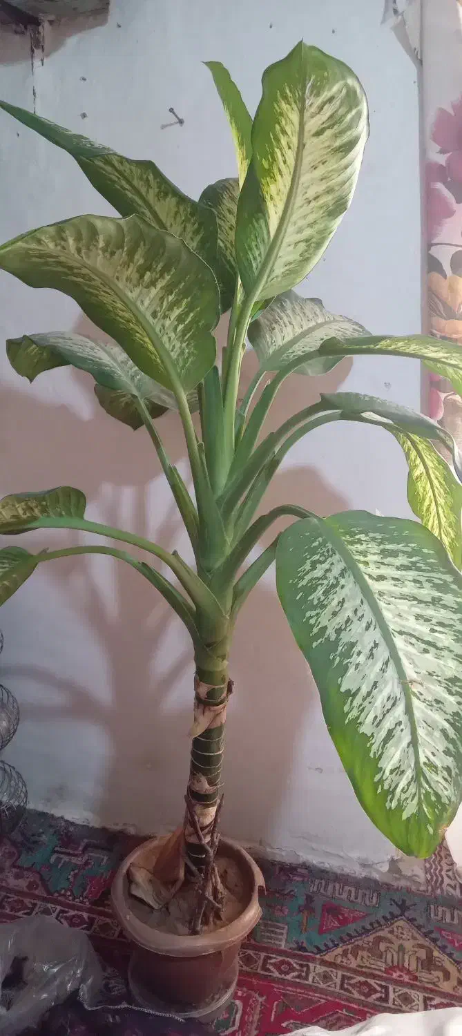 گل دیفن باخیا بزرگ|گل و گیاه طبیعی|بستان آباد, |دیوار