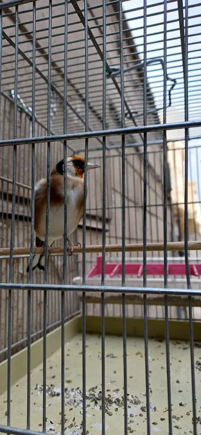 سهره نره|پرنده|تهران, انبار نفت|دیوار