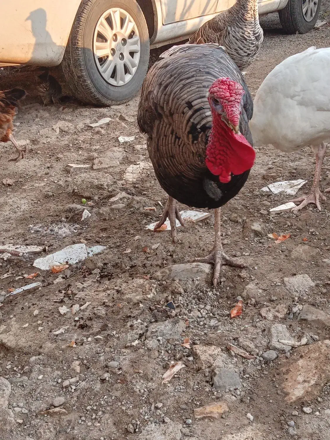 بوقلمون طبیعی دوتا نر دوتا ماده|پرنده|دره رود, |دیوار