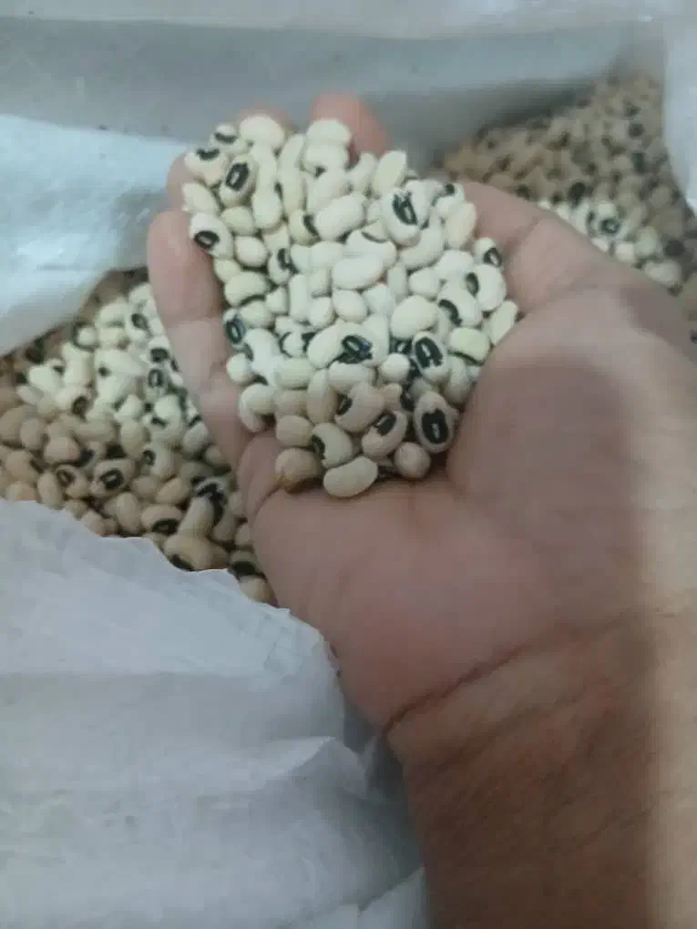 خشکبار|حراج|داراب, |دیوار