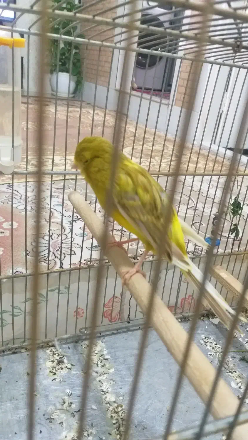 قناری خوشرنگ و خوش قد|پرنده|قزوین, |دیوار