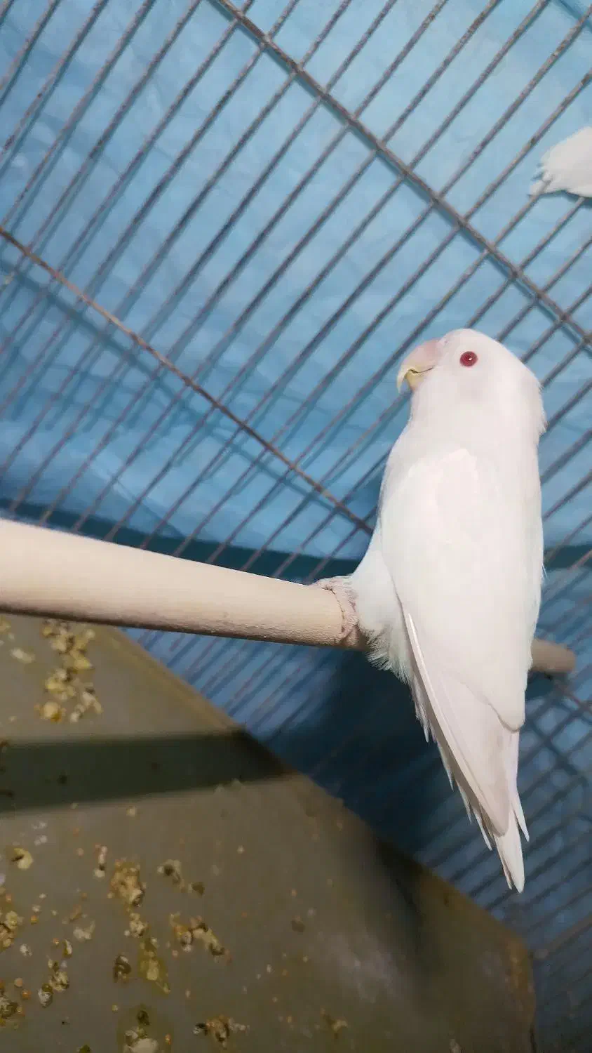 البینو|پرنده|بندر ماهشهر, |دیوار