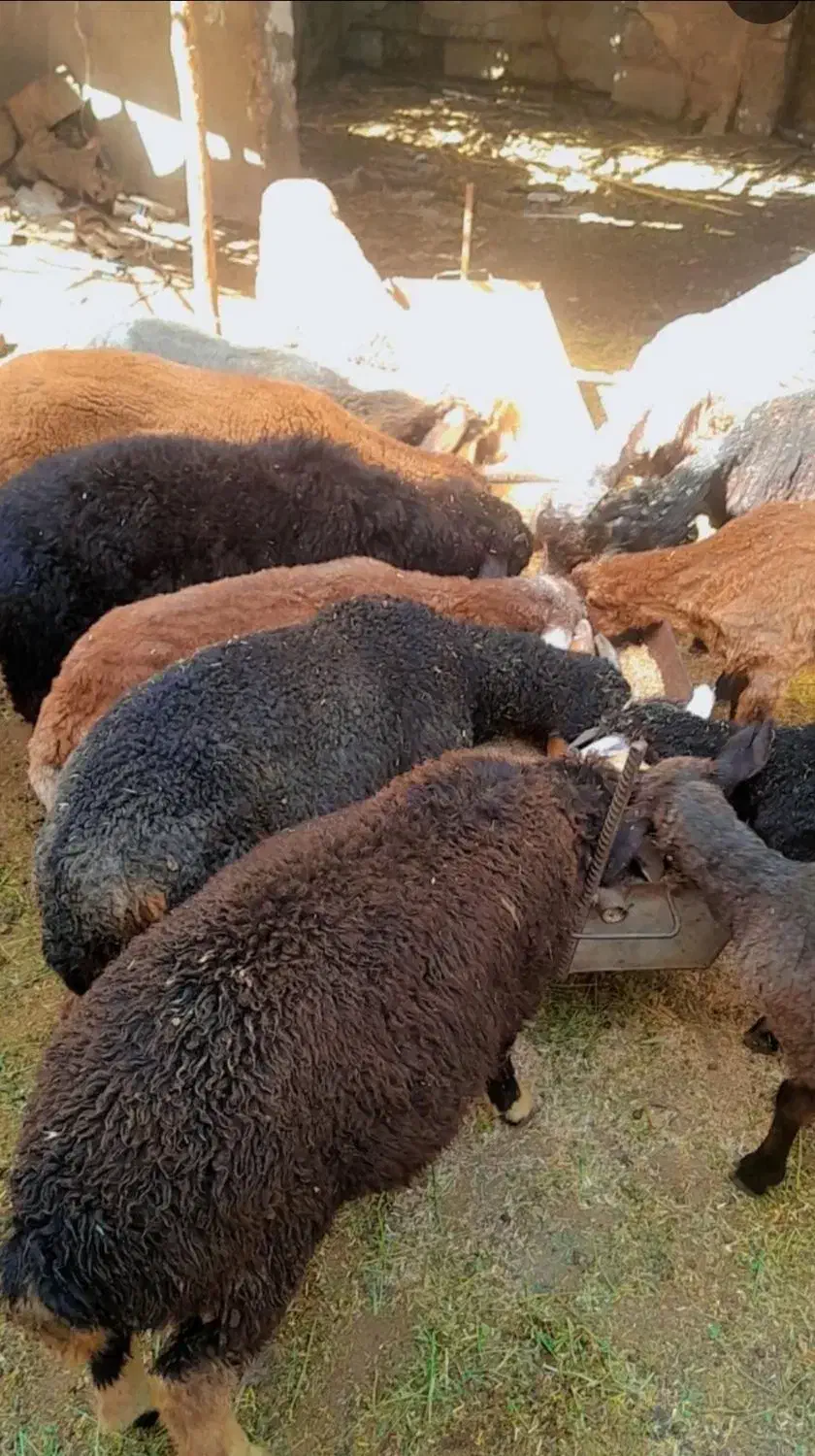 بره نر جنسدار|حیوانات مزرعه|علی‌آباد کتول, |دیوار