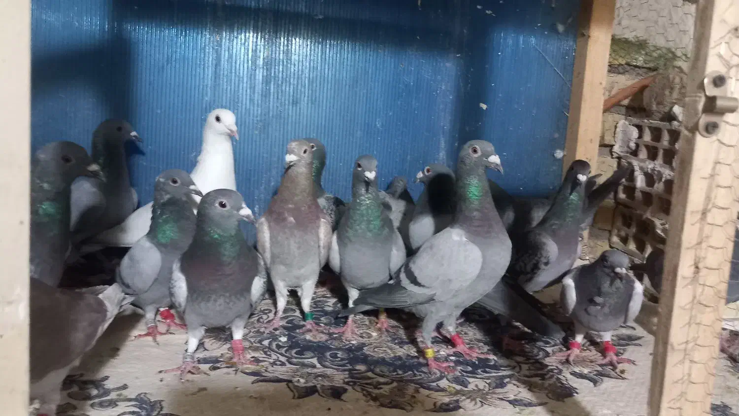 فروش  دسته ۲۰تایی پلاکی|پرنده|کاشمر, |دیوار