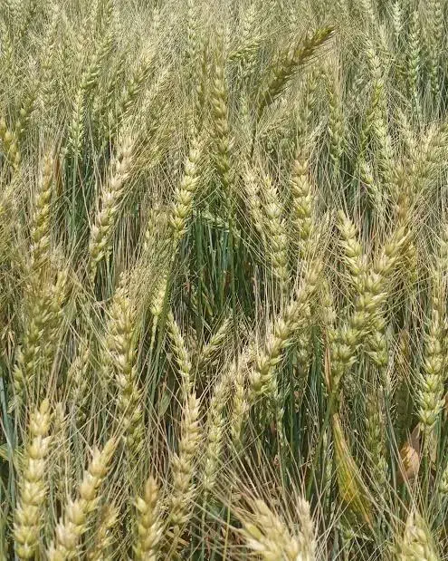 گندم کوهدشت ۱۶۰۰ کیلو|گل و گیاه طبیعی|کوهدشت, |دیوار