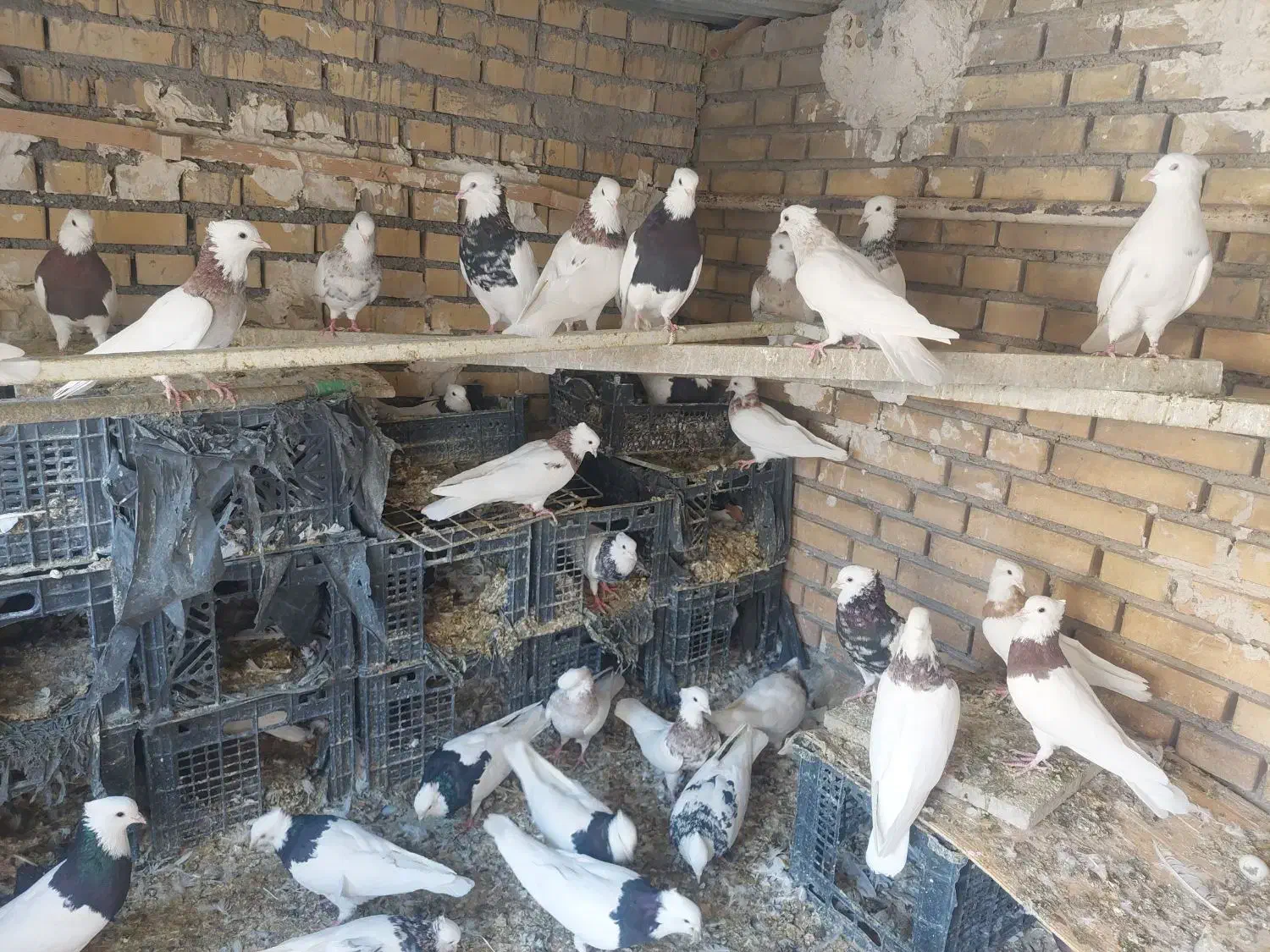 طوقی|پرنده|بهبهان, |دیوار