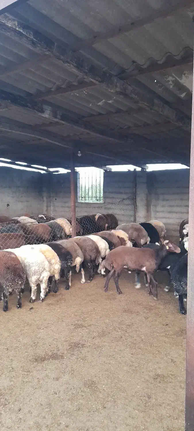 بره برواری|حیوانات مزرعه|بندر گز, |دیوار