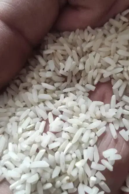 برنج طارم هاشمی محلی امساله و سنگ طارم محلی|خوردنی و آشامیدنی|ساری, |دیوار