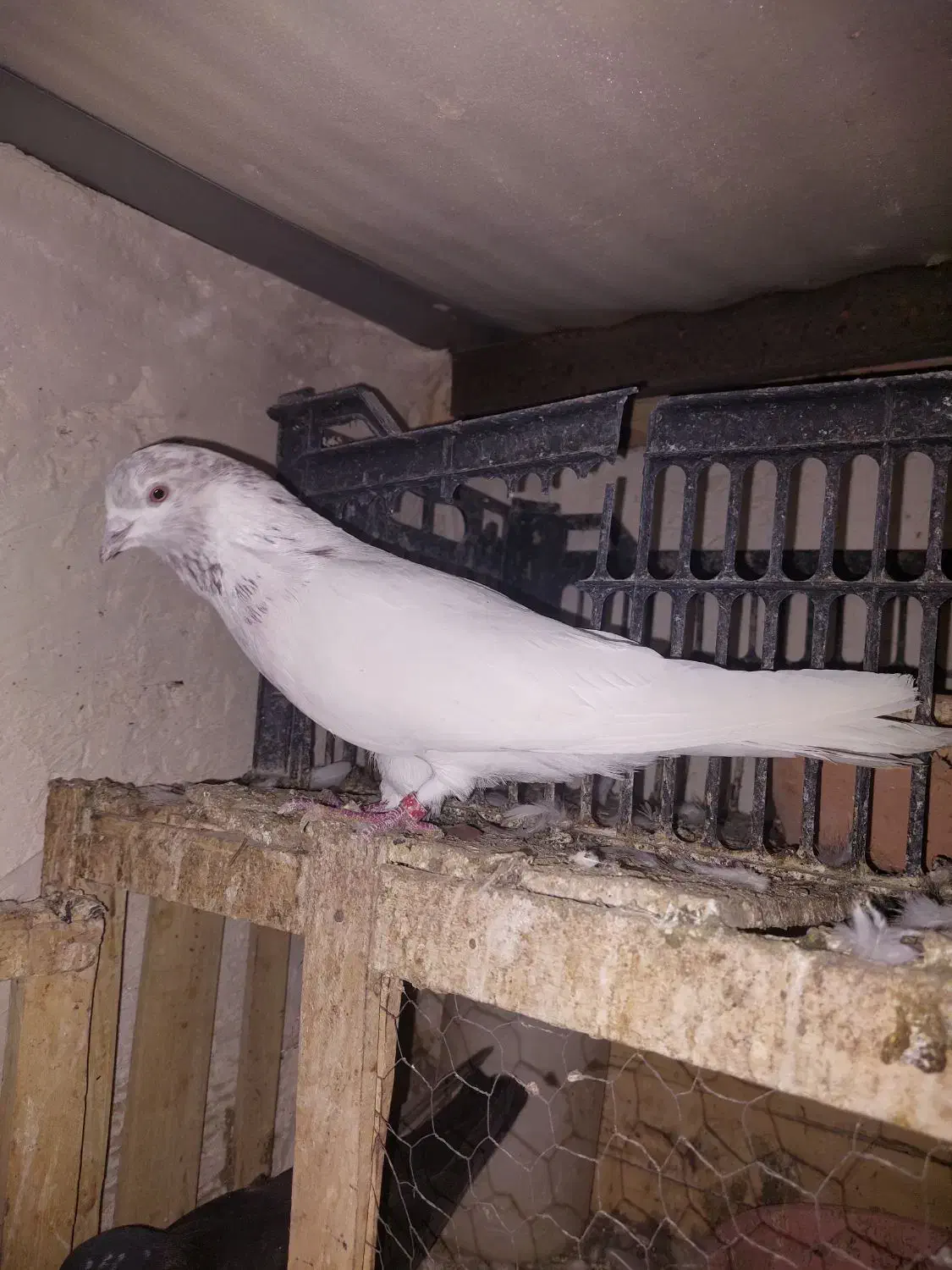 کودکبوتر|پرنده|خرمدره, |دیوار