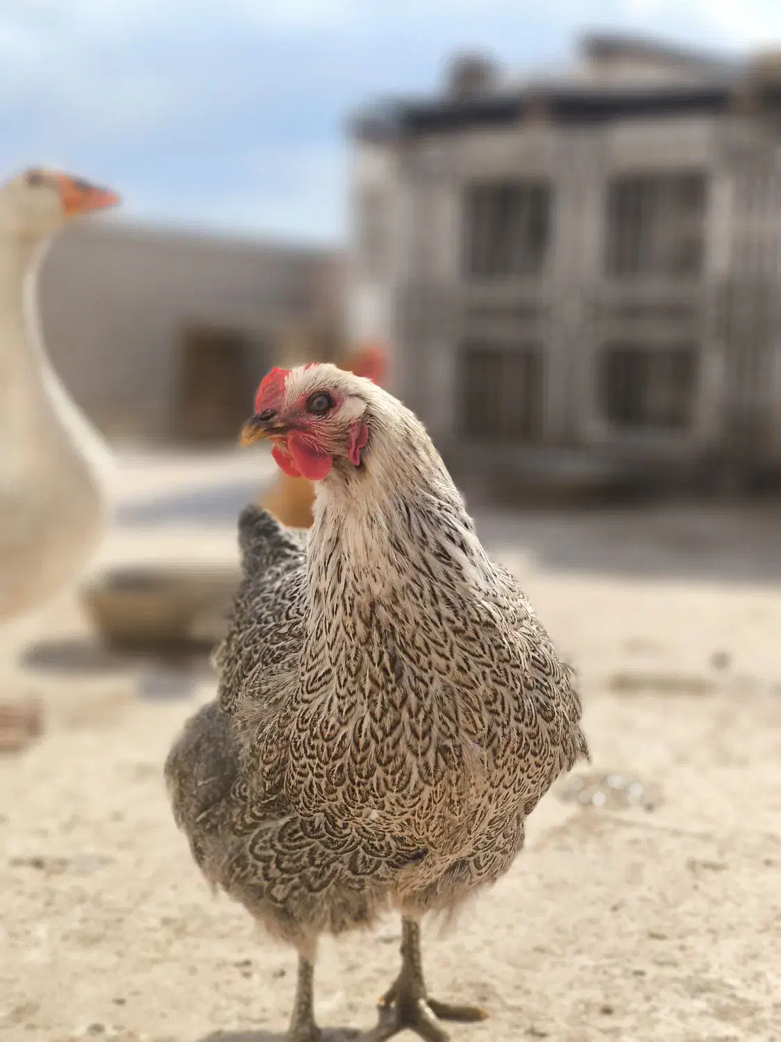 مرغ و غاز|حیوانات مزرعه|قم, بیست متری ولیعصر|دیوار