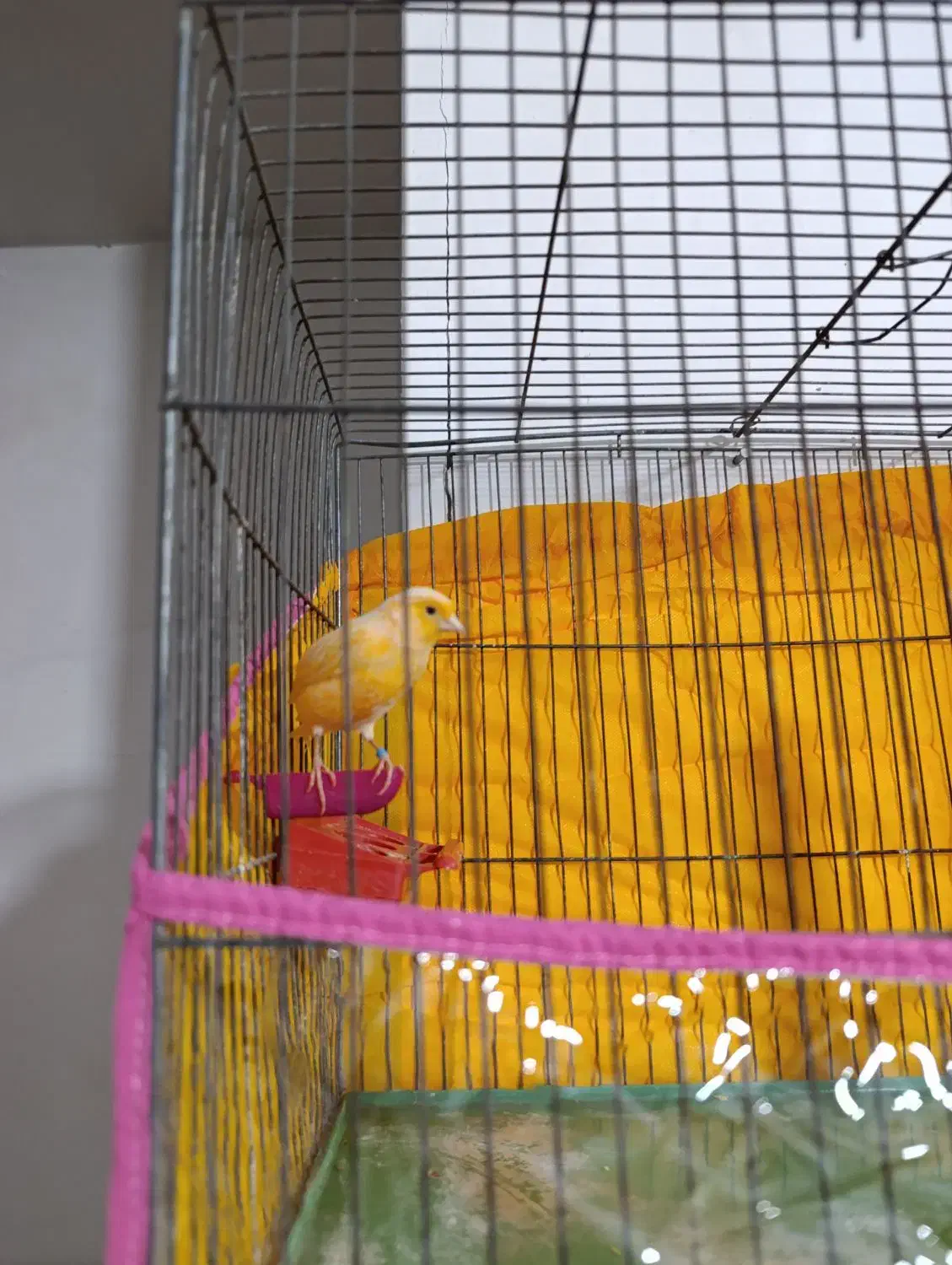 قناری نر|پرنده|کرمان, |دیوار