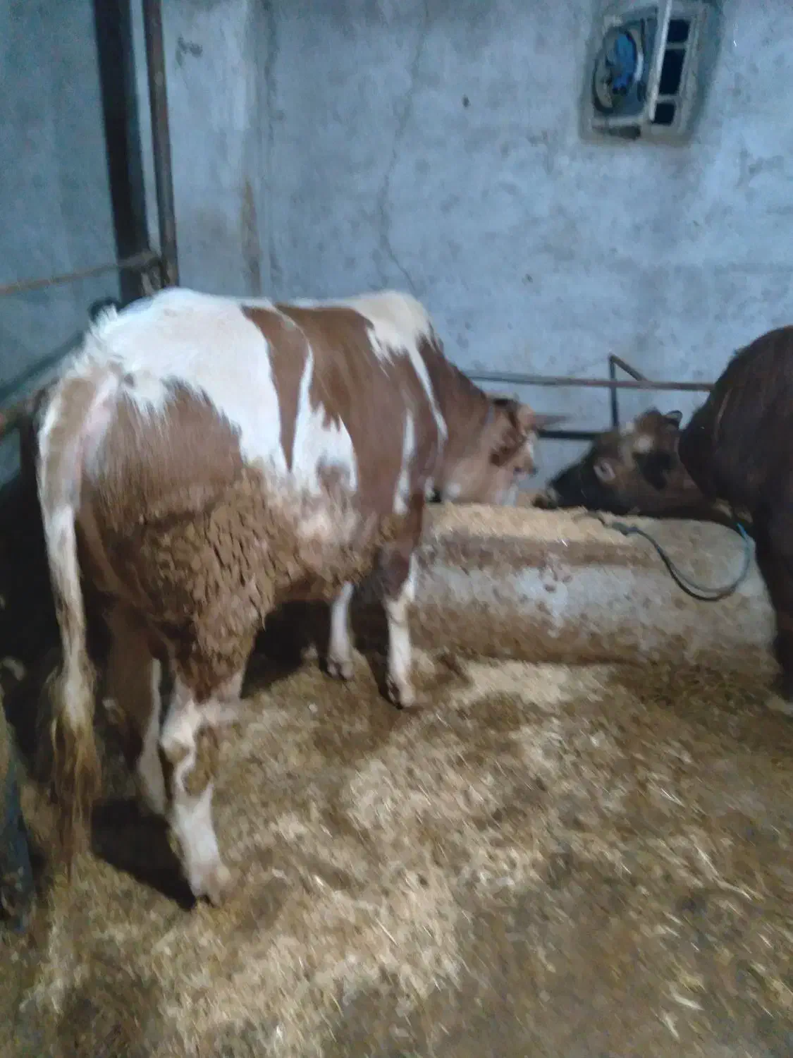 فروش کاو گوساله ومیش ابستن|حیوانات مزرعه|حویق, |دیوار