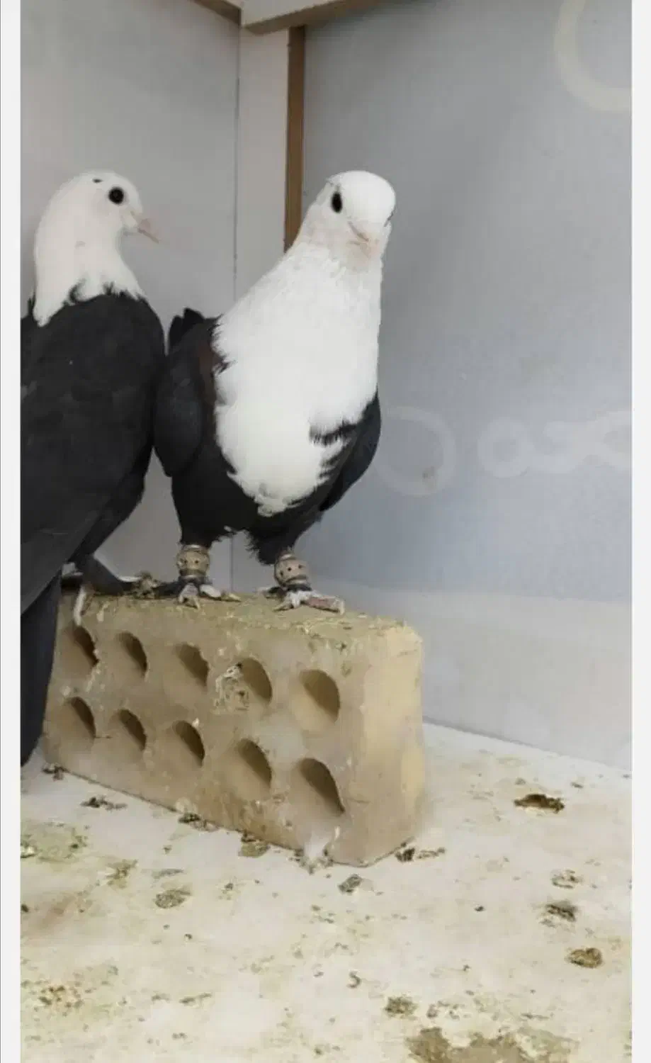 کربلایی ماده|پرنده|بجنورد, |دیوار