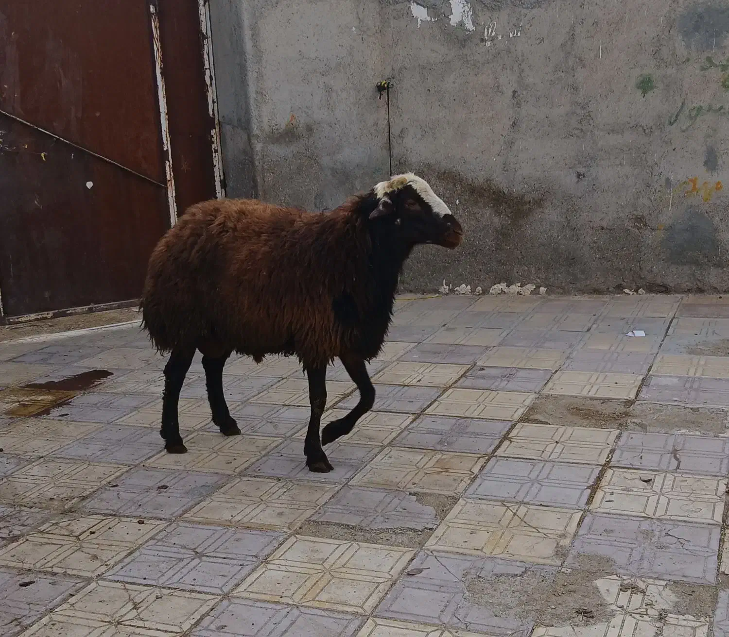 گوسفند|حیوانات مزرعه|فامنین, |دیوار