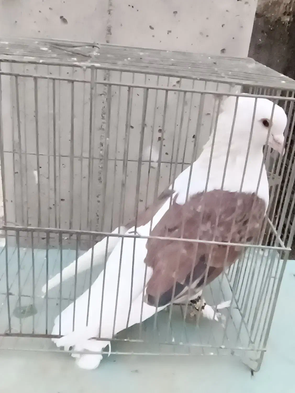 کبوتر دوکت|پرنده|فلاورجان, |دیوار