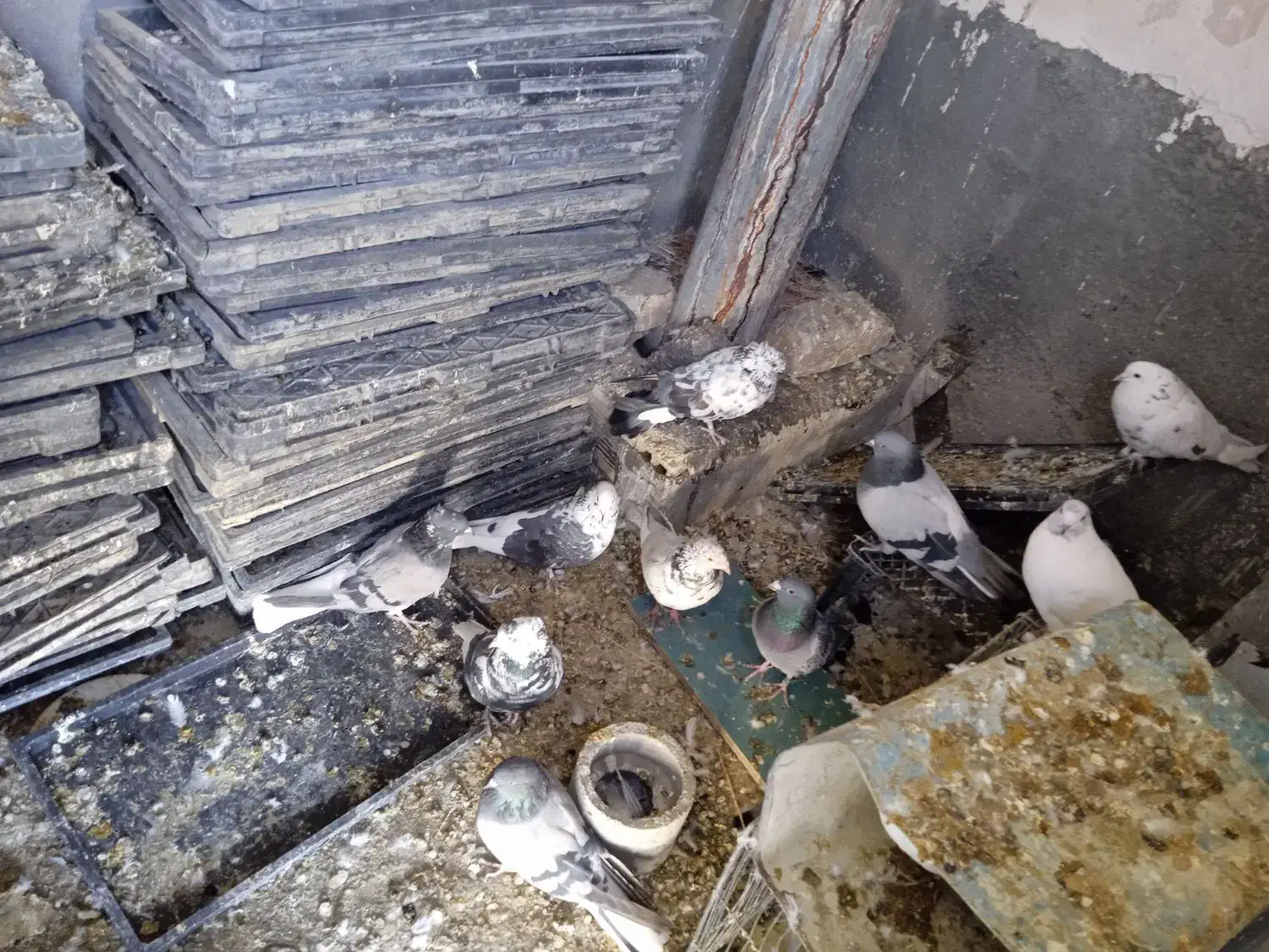 کبوتر پرشی وبازی کن|پرنده|بروجن, |دیوار