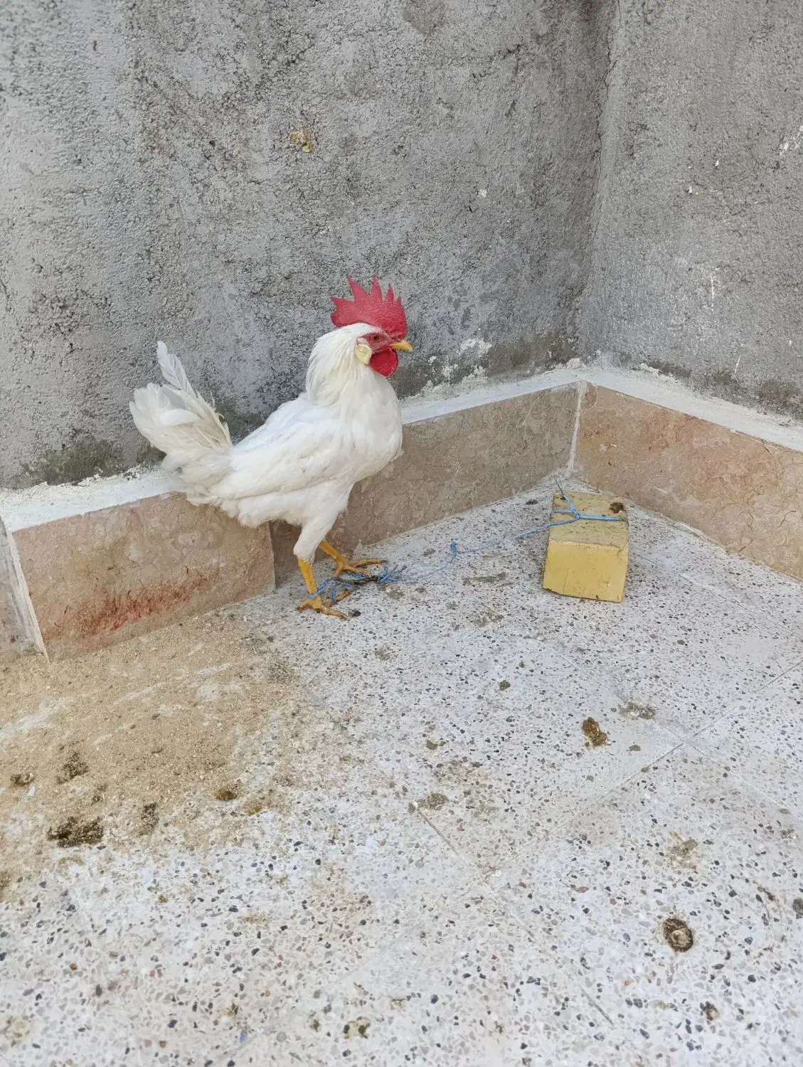 خروس سفید|حیوانات مزرعه|مشهد, رده|دیوار