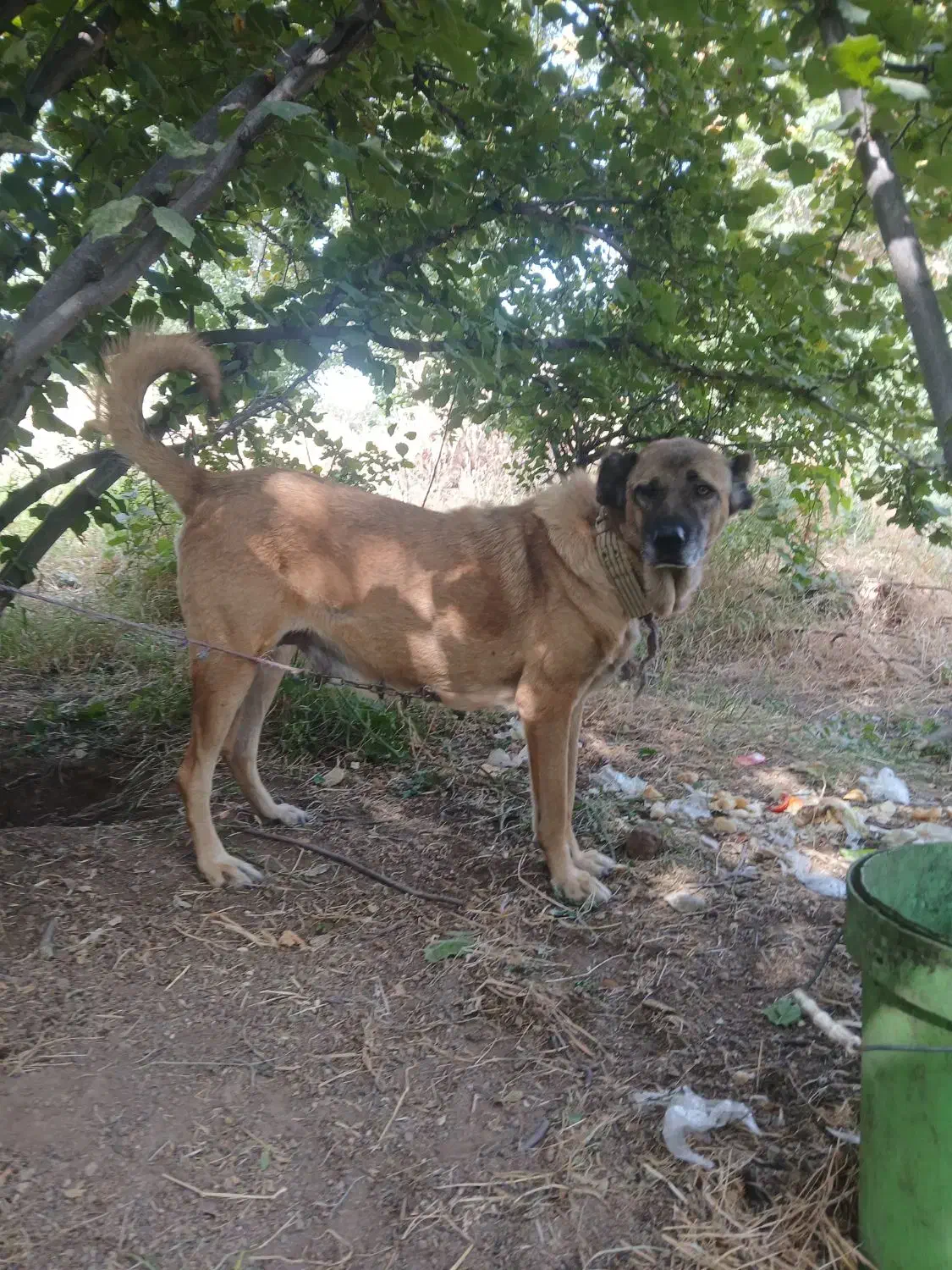 سگ سرابی|سگ|اردبیل, |دیوار