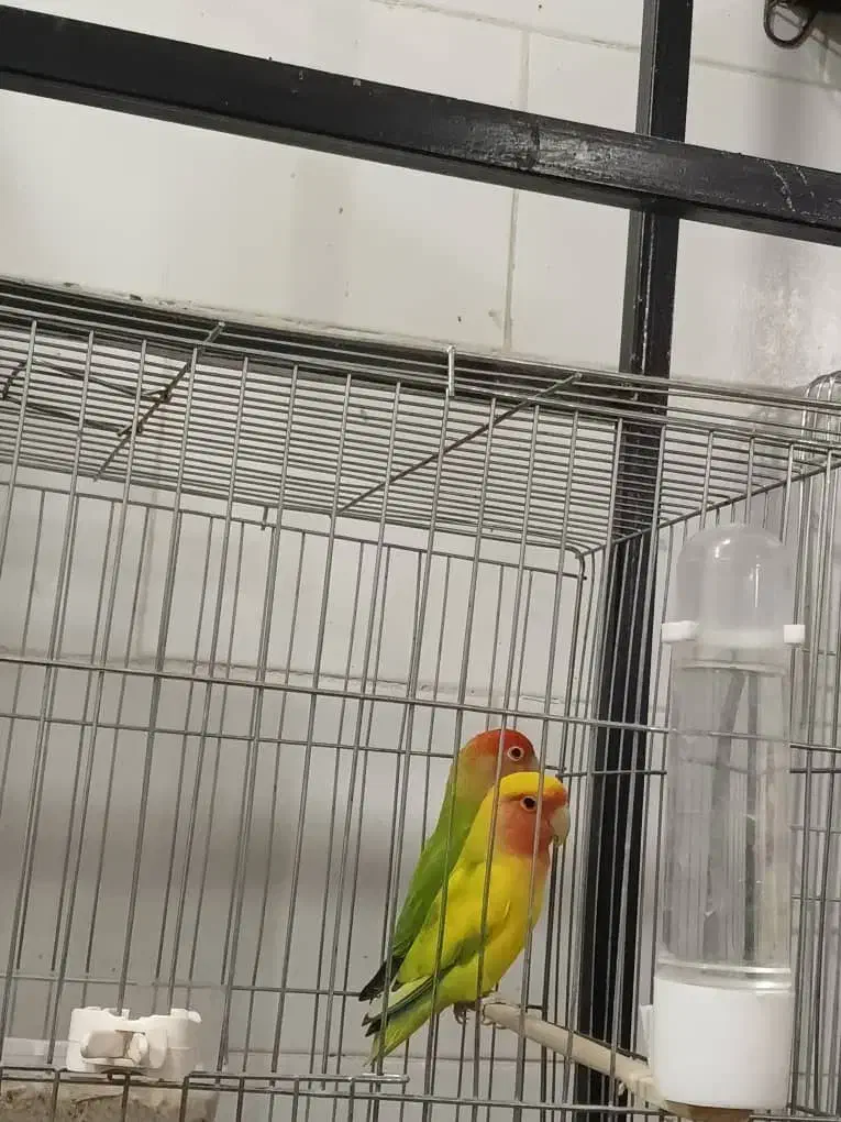 پرنده|پرنده|یزد, |دیوار