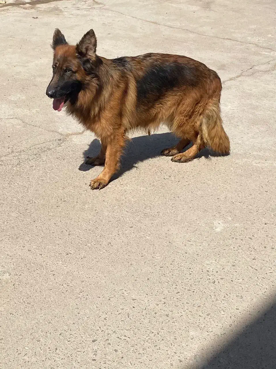 ژرمن شوداین بفروش میرسد|سگ|هشتگرد, هشتگرد قدیم|دیوار