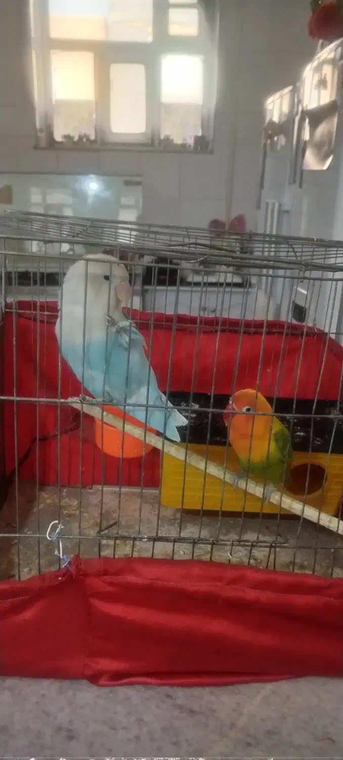 طوطی برزیلی|پرنده|دهگلان, |دیوار