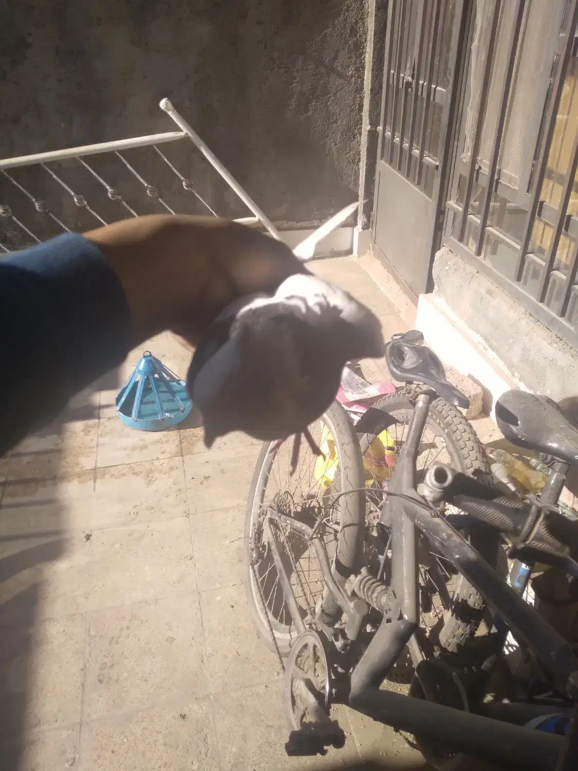 کبوتر طوقی|پرنده|مشهد, شهید معقول|دیوار