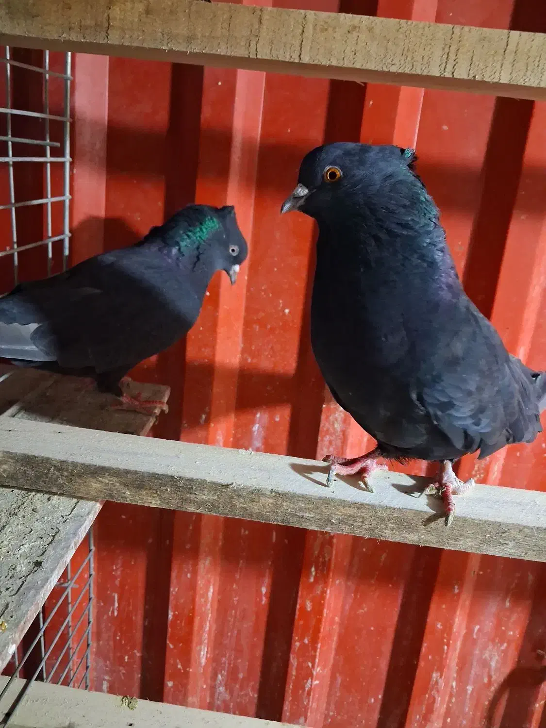 کبوتر زاغ کاکلی|پرنده|گلستان (تهران), |دیوار