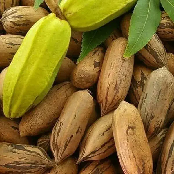 گردو پکان گرم سیری|گل و گیاه طبیعی|بکتاش, |دیوار